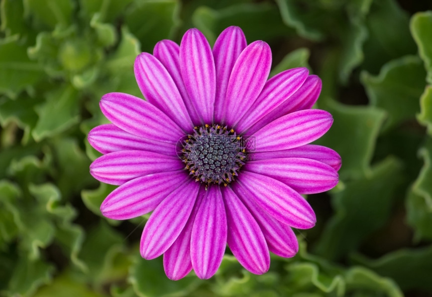 颜色紫骨质动物菊花细节格柏图片