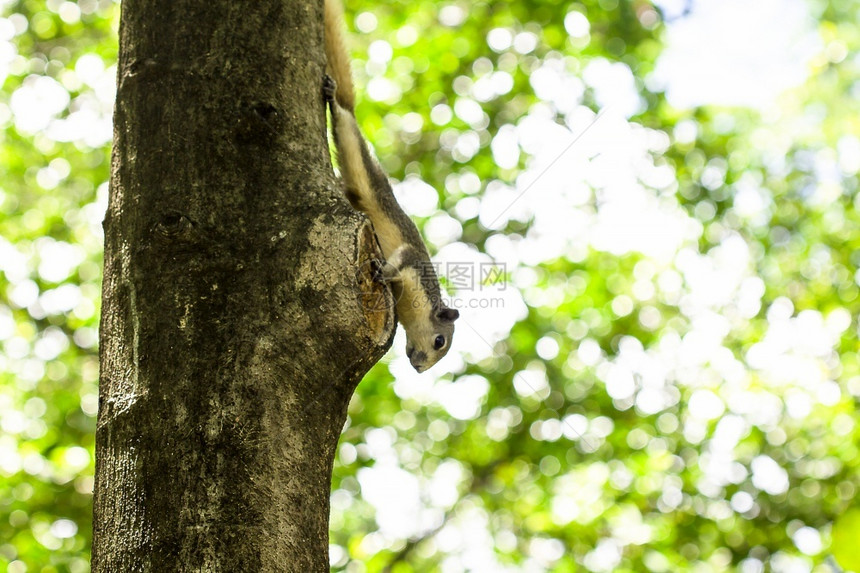 吠松鼠爬上了树泰国哺乳动物图片