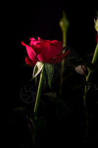 象征开花美丽玫瑰束紧贴在黑色背景上自然图片