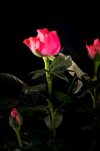 美丽的玫瑰花束紧贴在黑色背景上盛开天图片