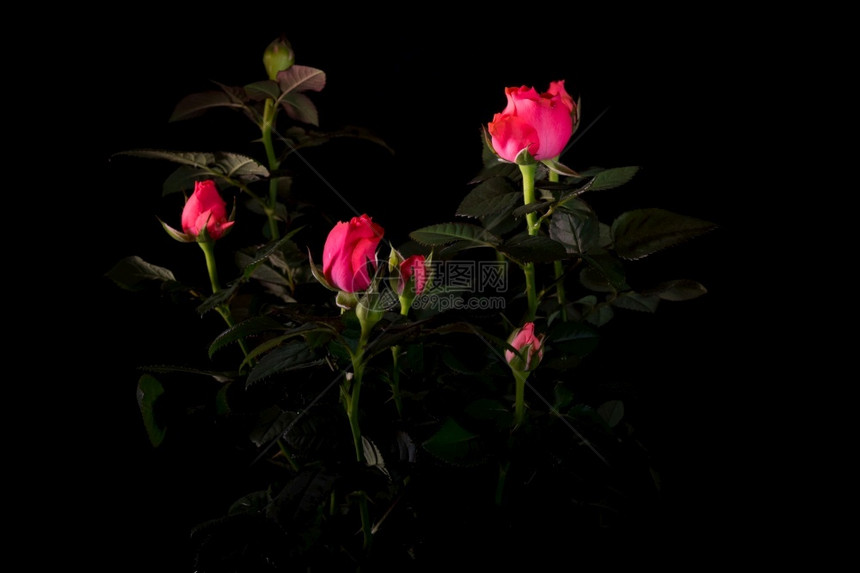 绿色植物群展示美丽玫瑰花束紧贴在黑色背景上图片