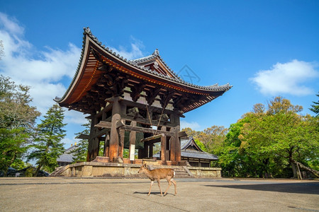 日本奈拉Todaiji寺鹿游客著名的古老图片