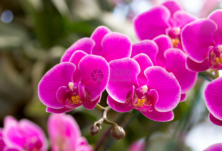 粉红色的蝴蝶兰花美丽禅温泉图片