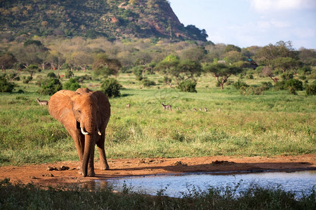 草食动物非洲目的地大草原中部水坑的红象家族大草原中部水坑的红象家族图片