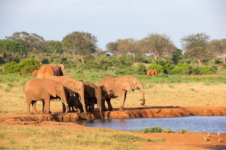 肯尼亚动物大草原中部水坑的红象家族大草原中部水坑的红象家族庭图片