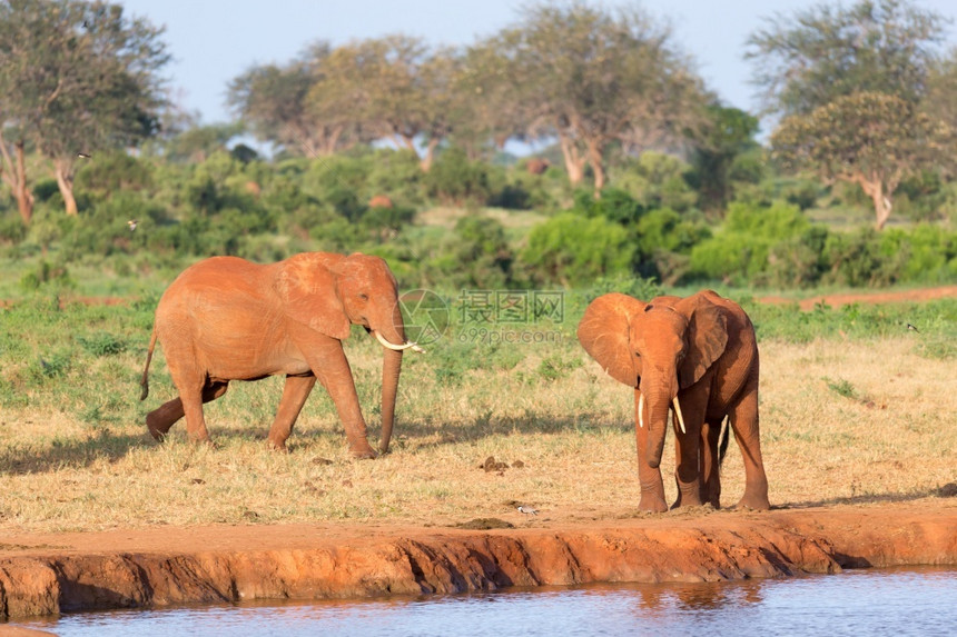 一种肯尼亚荒野大草原中部水坑的红象家族大草原中部水坑的红象家族图片