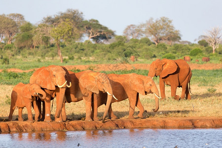 非洲大草原中部水坑的红象家族大草原中部水坑的红象家族树动物图片