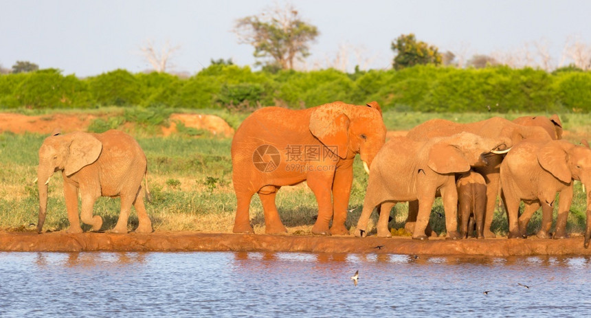 中间厚皮动物旅游大草原中部水坑的红象家族大草原中部水坑的红象家族图片