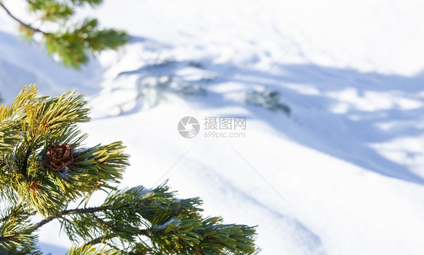 绿色雪背景上松枝和锥体的特写带复制空间雪背景上松枝和锥体的特写带复制空间松果快乐的图片