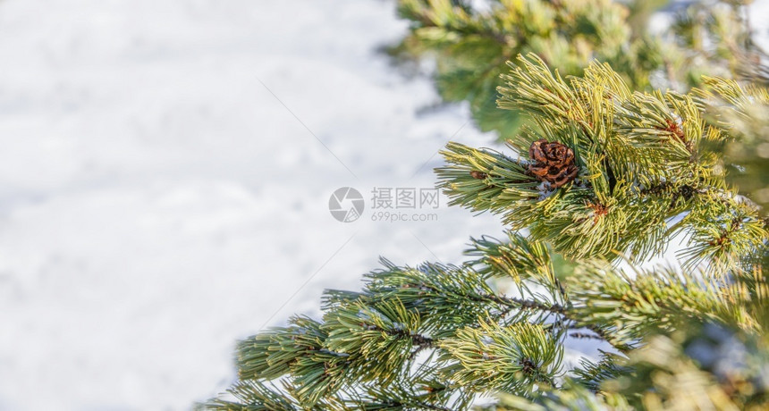 自然十二月针叶树雪背景上松枝和锥体的特写带复制空间雪背景上松枝和锥体的特写带复制空间图片