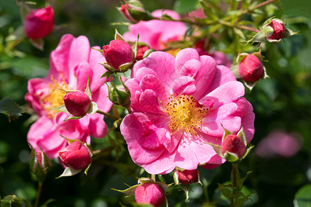 自然生活玫瑰花的贴近画面蜜蜂般的夏天花朵头高清图片