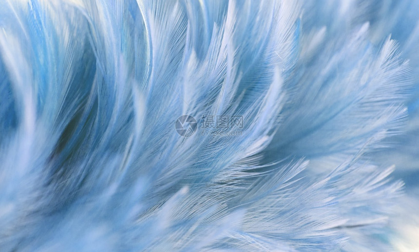 轻的天堂背景鸟和鸡羽毛纹理设计时柔软模糊的蓝鸡羽毛以及作为背景的蓝鸡羽毛仙女图片