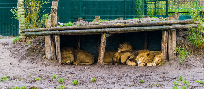 黑豹说谎团结来自非洲的脆弱动物群居在一间小屋中睡觉的狮子家庭图片