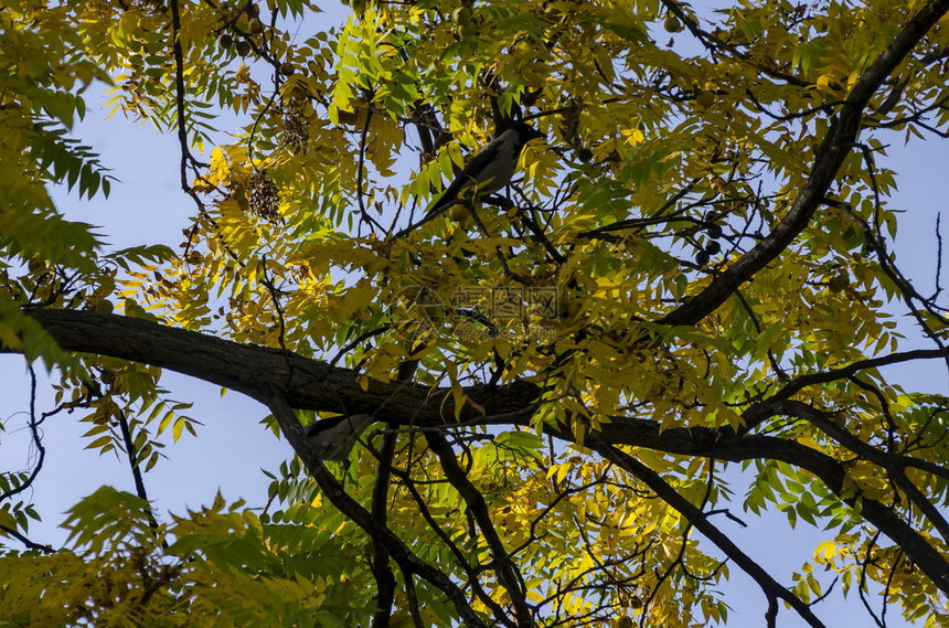 鸟自然在保加利亚索非人民Zaimov公园的秋天黄色树枝和乌鸦户外图片