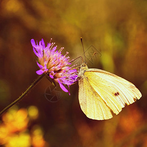植物白色的花朵上美丽蝴蝶天然色彩丰富多的本底野花背景图片