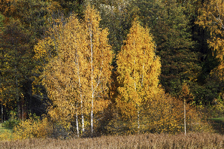 秋黄森林和树木的景象秋季黄色森林和树木丰富多彩的季节美丽图片
