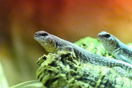 一只小蜥蜴的美丽宏观镜头尾巴丰富多彩的户外图片