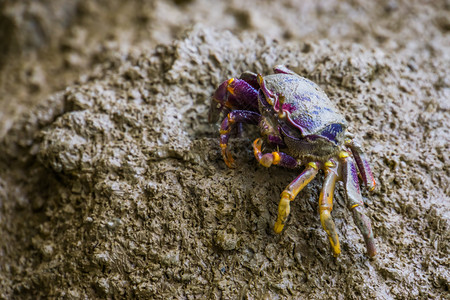 喂食关闭一只吃沙热带甲壳类动物的雌小提琴螃蟹泥一顿饭图片