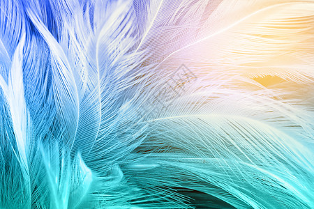 绿蓝色趋势鸡羽毛纹理背景亮橙鸟时尚天使背景图片