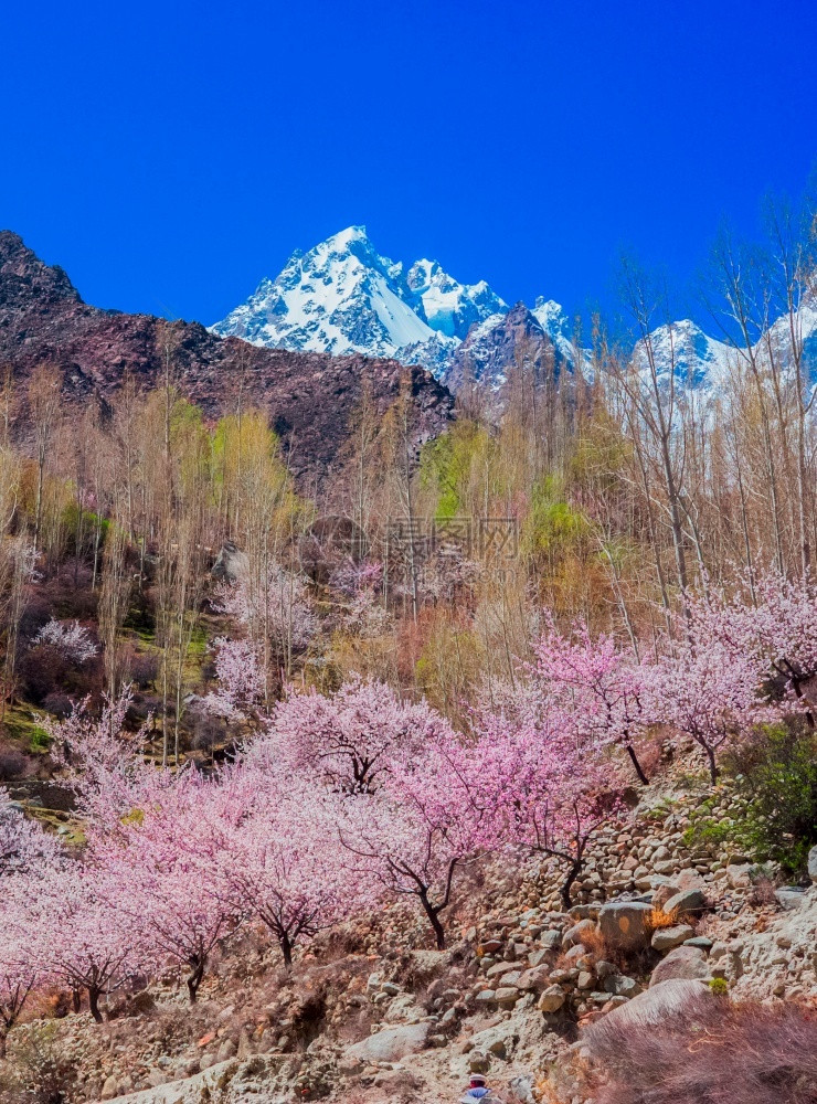 巴基斯坦洪扎河谷风景观杏粉色的天气图片