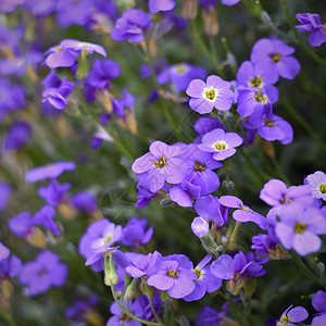 绽放气候美丽的花朵小紫色草地图片