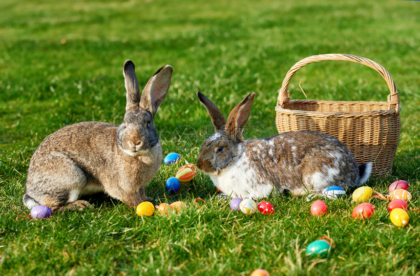 兔子和彩色复活蛋图片