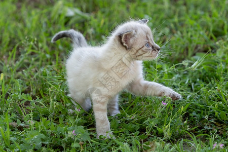 可爱猫咪在绿草上玩耍图片