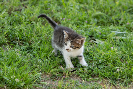 小猫咪在绿草上玩耍图片