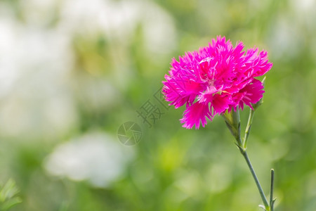 典故出处野花颜色美丽园里的迪安图斯奇尼西花朵背景