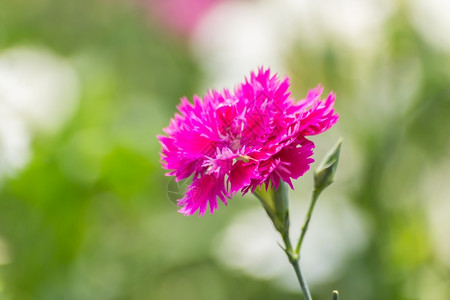 场地花园里的迪安图斯奇尼西花朵叶子粉色的图片