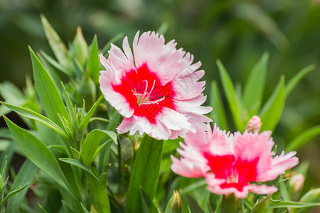 美丽荒野植物花园里的迪安图斯奇尼西花朵图片
