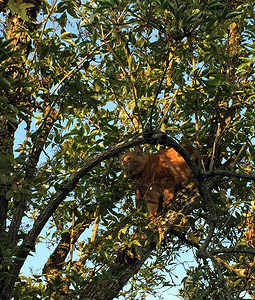 头发虎斑猫夏天在一棵树上放着红羽毛熊看图片