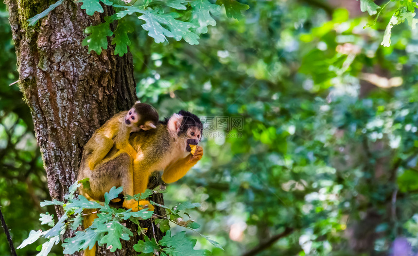 她背上有一个婴儿的普通松鼠猴子在美洲亚马孙盆地热带动物种树上吃食热带动种孩子一年轻的图片
