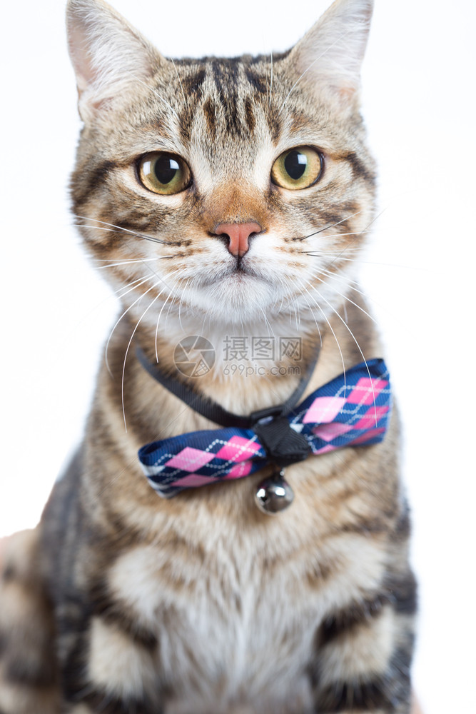 小猫咪戴领结图片
