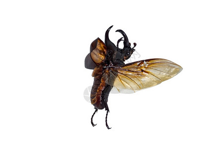 王朝男自然白种背景的犀牛甲虫或亚丁头部有昆虫角黑的或闪亮棕色犀牛甲虫图片