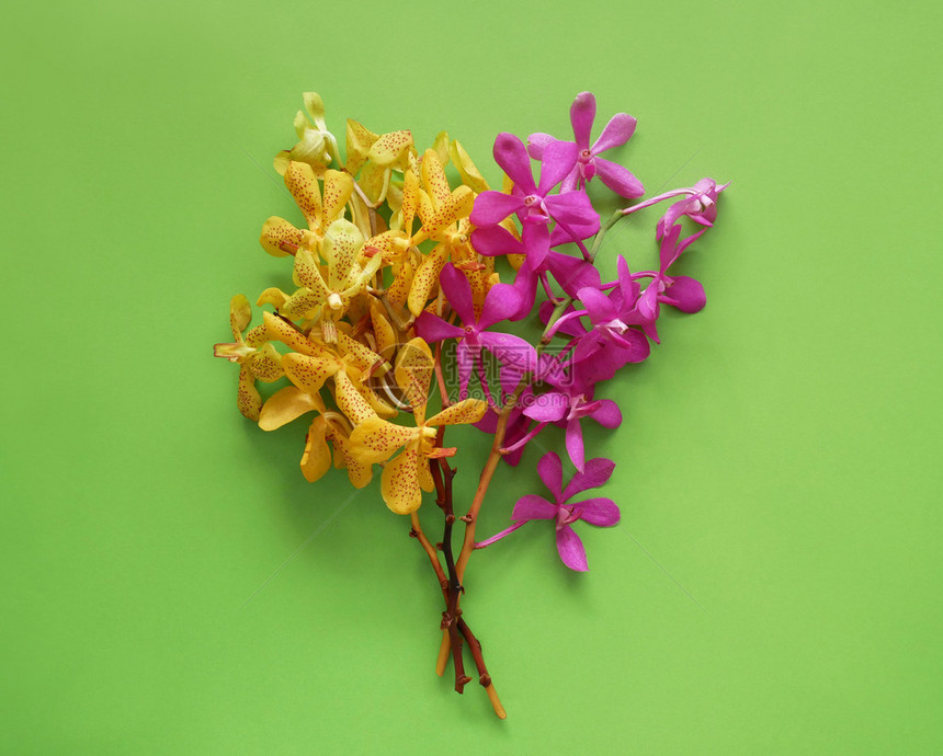 新鲜的最小自然美丽花朵春鲜少艺术糖果颜色风格图片