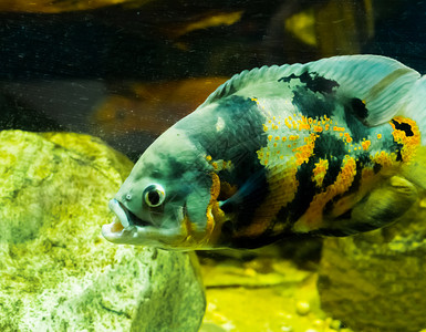 斑点关闭一只虎鱼个来自南美洲海洋的热带水族馆宠物动美国图片