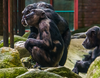 黑猩母亲抱着婴儿黑猩与白藻常见的动物疾病人科毛皮穴居背景图片