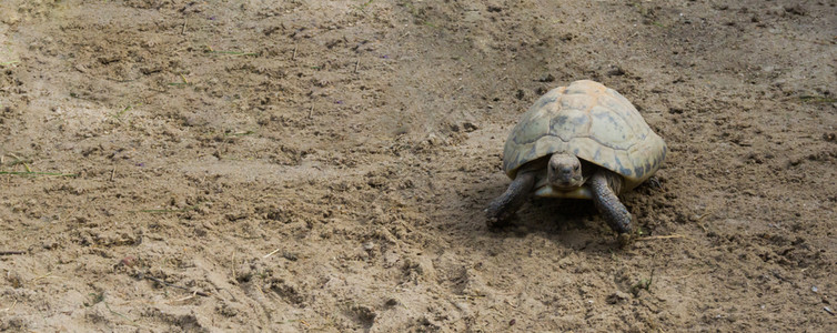 黄色的爬行动物虫长的海龟在沙地上行走望着摄像机图片