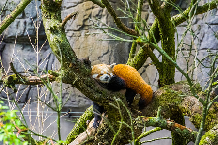 森林树上埋着一只红熊猫濒危的亚洲动物种喜马拉雅亚洲人图片