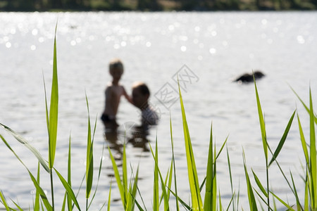 阿尔滕堡乡村的放松在湖中人父亲和儿子在湖中瑞典的浅滩上有植物图片