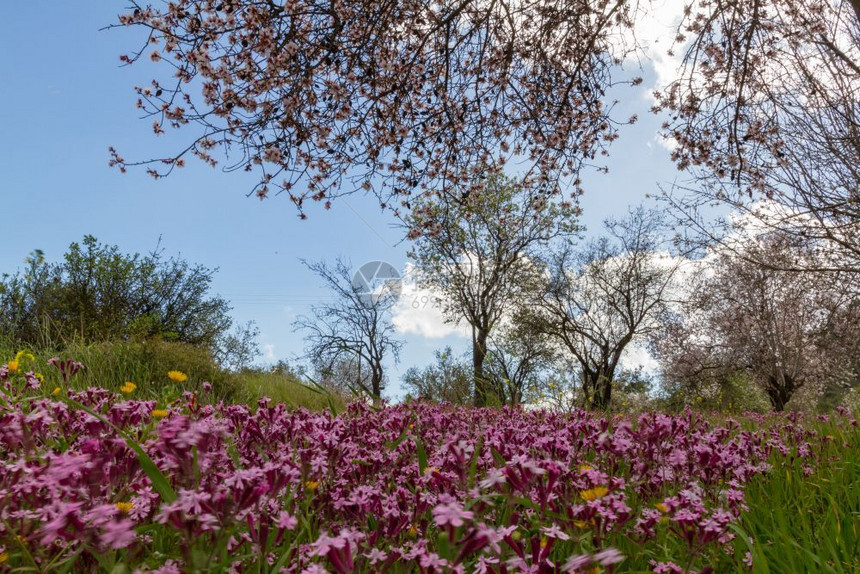自然青春初在塞浦路斯克利鲁Klirou的一片盛开杏树田中花粉色的图片