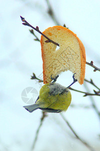 自然大山雀吃面包坐在树枝上吃面包喂养天气图片