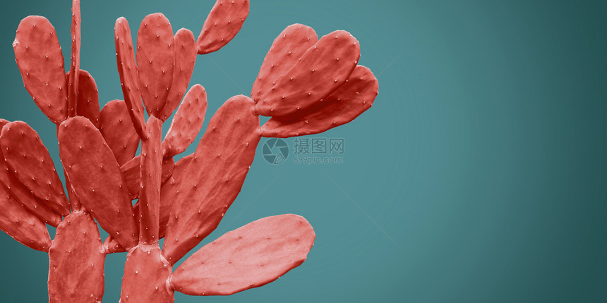 蓝底的活珊瑚仙人掌脊柱生长花园图片