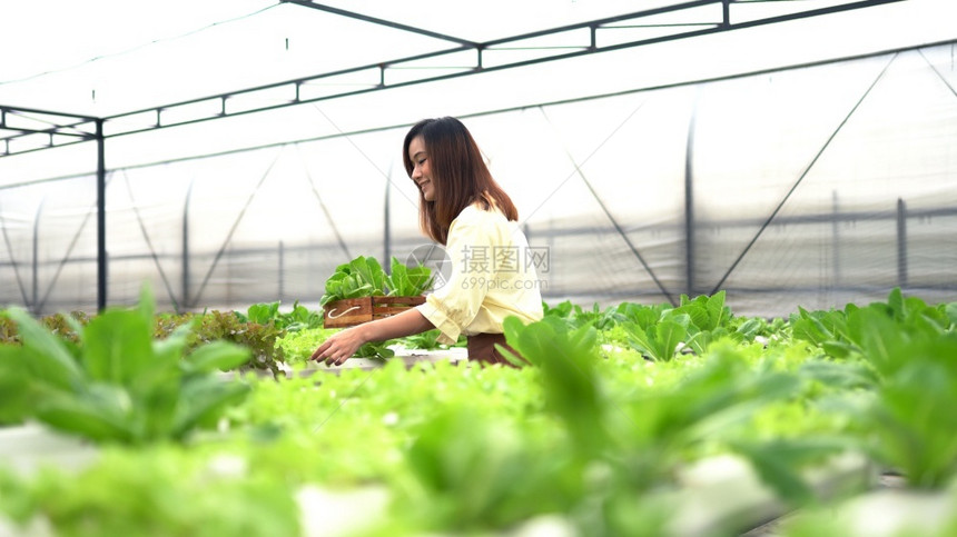 收获新鲜蔬菜的年轻女性图片