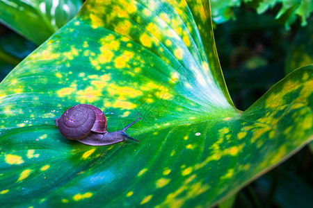 野生动物颜色一只小蜗牛爬在大叶上子图片