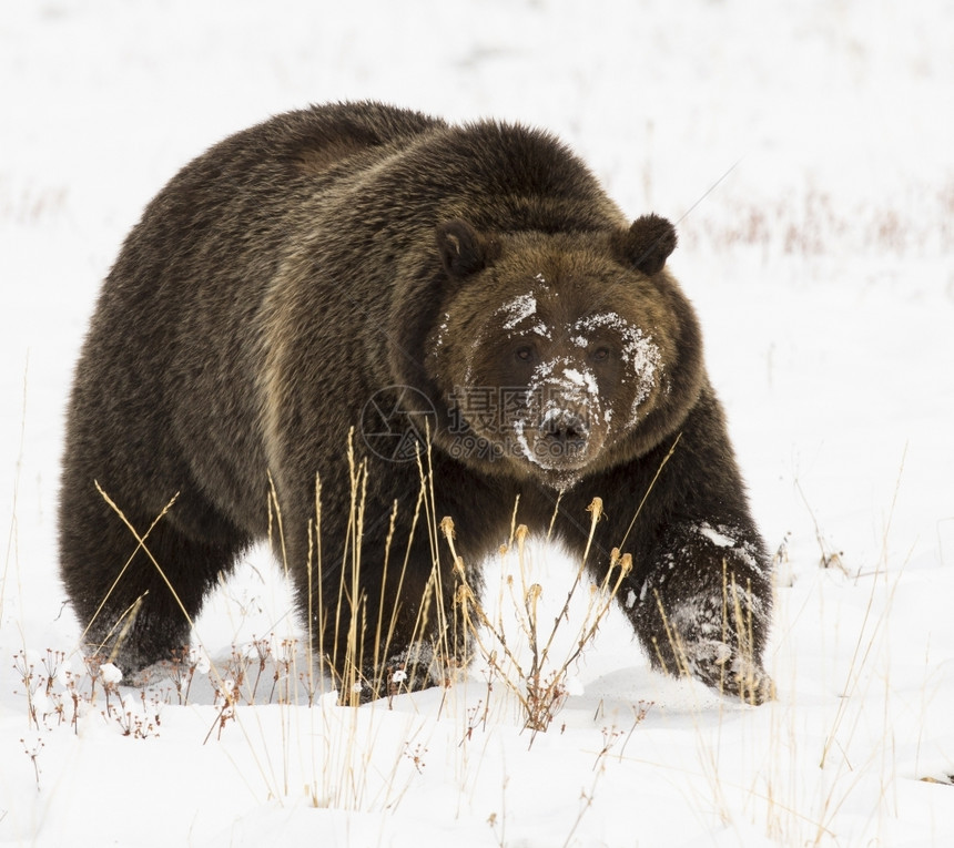 洞j灰熊39在深雪中的灰熊39与爪高危险的图片