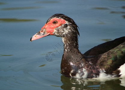 农田莫夏塔悄在水面上静游动的马斯科维鸭子图片