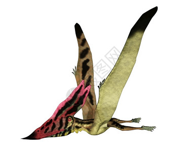 恐龙鸟形象的荒野Thalassodromeus史前鸟类在白色背景中飞行3D渲染Thalassodromeus史前鸟类飞行渲染白垩纪设计图片