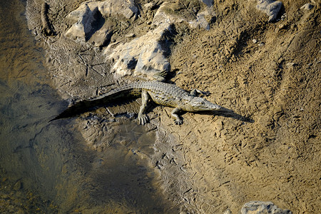 一个年轻的尼罗河鳄鱼在岸晒太阳自然野生动物爬虫类图片